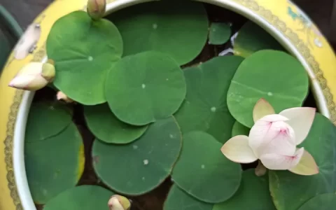 碗莲应该怎么种？(碗莲如何种植视频)