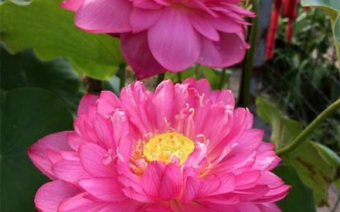 碗莲可以一直水养吗莲商会(碗莲用水一直养能活吗)