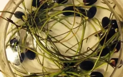 碗莲怎么养，养了一个月常换水，水为什么那么容易臭？(碗莲的水浑浊怎么办)