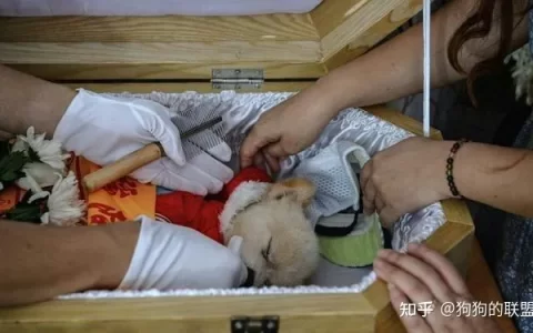 狗狗临死前的“征兆”！铲屎官不可疏漏-狗狗临死前有什么特征