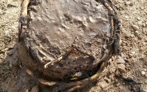 无土栽培的碗莲是怎么种植的？多久换一次水？(碗莲可以无土培植吗)