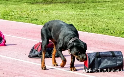什么是警犬、军犬、执法犬、工作犬？一文说清楚，K9是什么！-k9是猫还是狗