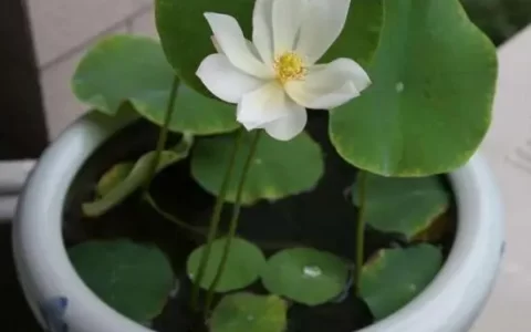 莲商会  碗莲入土方法(碗莲入土后加多少水最好)