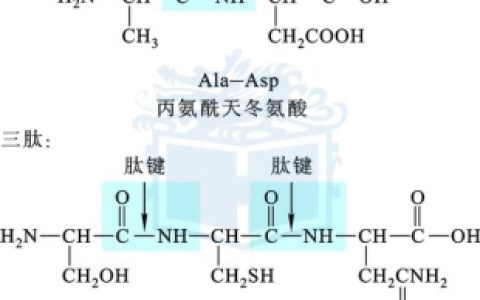 生化知识点4：肽的结构-肽的结构和性质