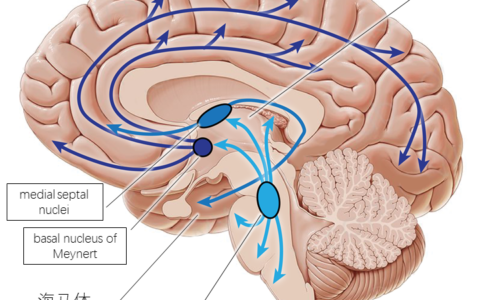 有哪些神经科学上的事实，没有一定神经科学知识的人不会相信？-没有神经系统的动物有哪些