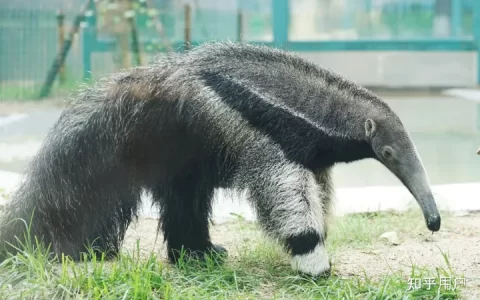 行军蚁和红火蚁有没有天敌？如果没有，当地生态平衡如何实现的？(行军蚁和红火蚁哪个厉害)