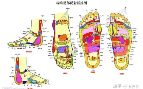 足底穴位反射图有科学依据吗？-足底反射图清晰