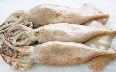 鱿鱼、章鱼、墨鱼、八爪鱼、乌贼傻傻分不清楚？一文教你记住它们（墨鱼章鱼鱿鱼八爪鱼乌贼的区别）