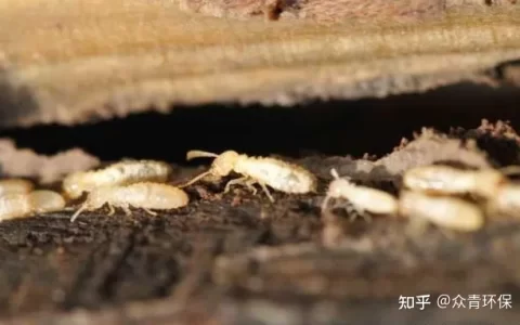 白蚁的天敌是哪些？(白蚁的天敌是哪些动物)