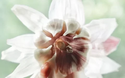 有哪些食物烤起来很好吃？(哪些食物烤出来好吃一点)