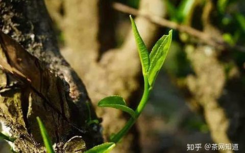 古树普洱茶为何价格相差如此悬殊？2020古树普洱茶价格表如下-古树普洱茶价格表