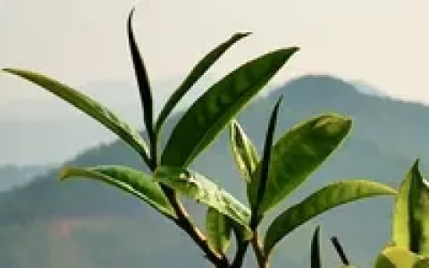 班章、易武、昔归、冰岛的市场价位分别是多少？普洱的古树生茶是目前最贵吗？和大红袍怎么比呢？谢谢！？-冰岛易武老班章