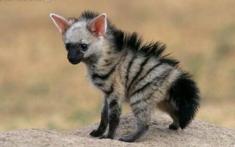 这种长得像鬣狗的“狼”，是白蚁的天敌，却被很多人误解！(像狼的狗是什么品种白色)