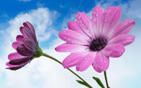 原创
2024年属猴人的全年运势女性 属猴女的运势-2024年属猴人的全年运势详解