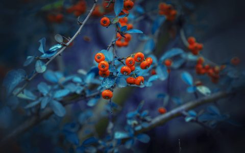 沙棘原浆的功效与作用适合人群？每天喝一杯沙棘原浆，远离疾病！（沙棘原浆的功效与禁忌）