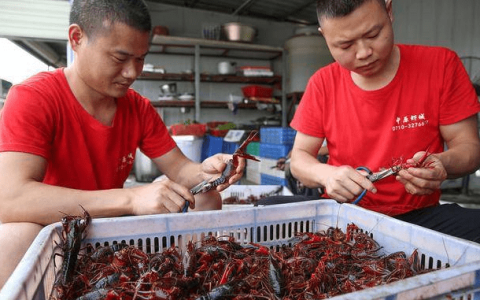 小龙虾价格近腰斩！小龙虾最新批发价多少钱一斤？网友：”跳水价“