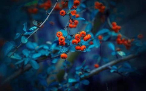 沙棘原浆的功效与作用适合人群？（沙棘原浆的十大功效与作用什么时候吃）