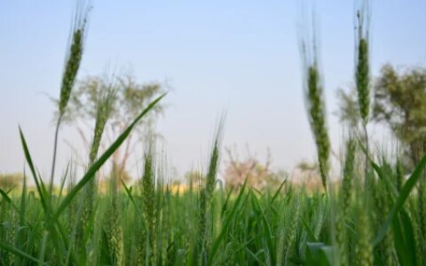 手中有粮心发慌？粮库小麦轮换收购陆续启动多家面粉厂价格涨了（国家粮库收购小麦价格）