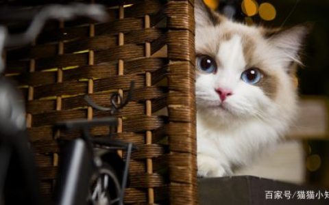 猫咪需要补充“牛磺酸”吗？有什么作用呢？（猫咪需要吃牛磺酸）