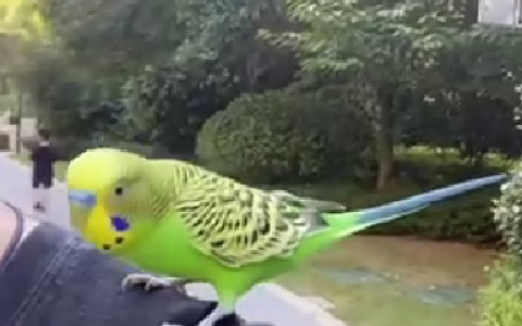 虎皮鹦鹉会说英语唱《孤勇者》(虎皮鹦鹉会唱歌么嘛)