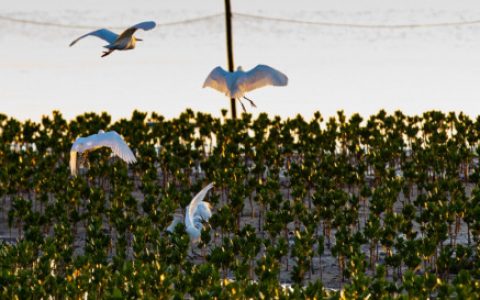 鱼鸟相伴游：“九曲十八弯”中的生态天堂(九曲十八弯什么生肖)