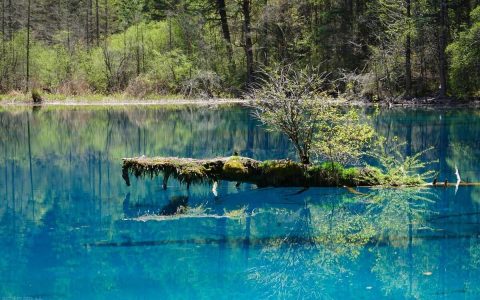 四川最好玩的地方，去九寨沟旅游要多少钱?（到四川九寨沟旅行）