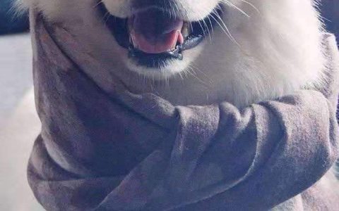 犬瘟热的症状和治疗方法(犬瘟热的症状和治疗方法有哪些)