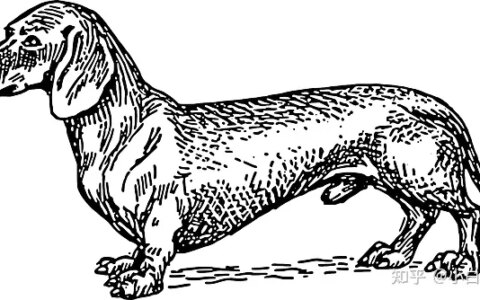 忠犬八公是什么狗，忠犬八公是什么狗演的哪来的