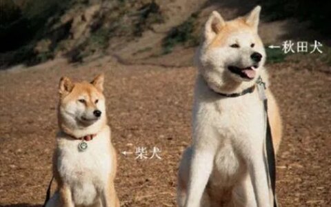 忠犬八公是柴犬吗？柴犬和秋田竟然不是同一品种，它们有什么不同？