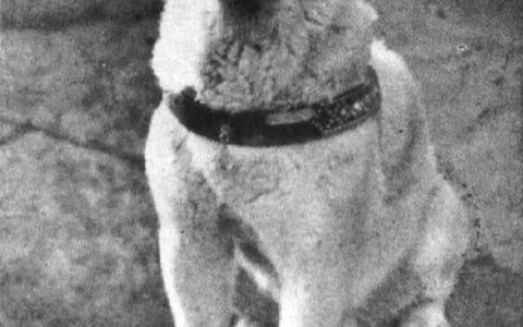 十多张罕见的忠犬八公生前等待主人的照片…至今依旧令人催泪。