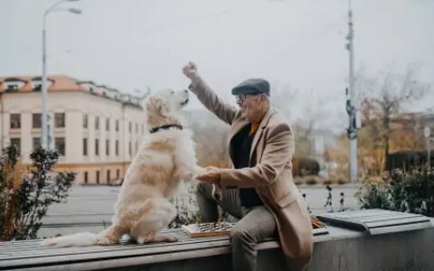 《忠犬八公的故事》：永远的陪伴与无私的爱