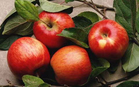 常吃苹果对身体有什么好处和坏处？