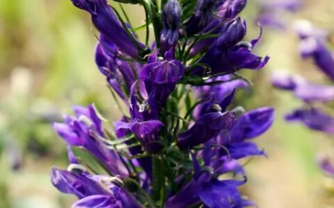 夏枯草的作用与功效及忌讳是啥