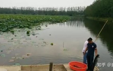 养了这么久的虾，你知道一亩田到底能产多少斤龙虾吗？