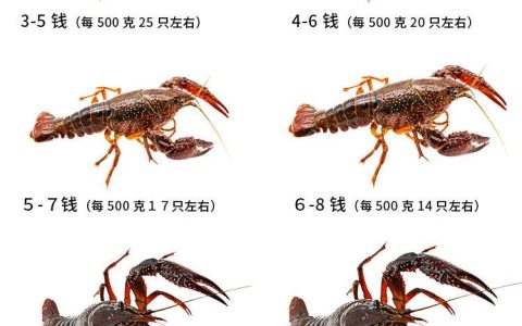 餐饮老板注意：小龙虾进货必踩的坑