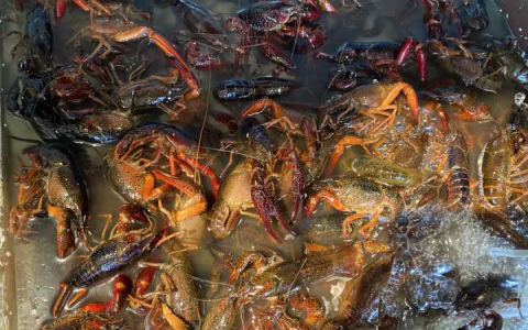 夏天来了，杭城小龙虾也便宜啦
