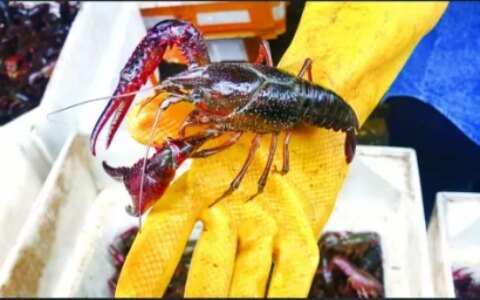 最低仅7元一斤！小龙虾可敞开吃了