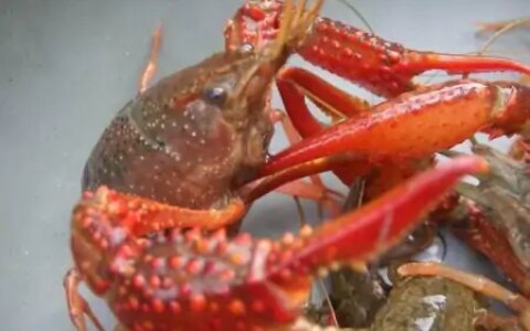 养虾苦，卖虾哭！百元一斤的小龙虾，虾农怎么还叫惨？