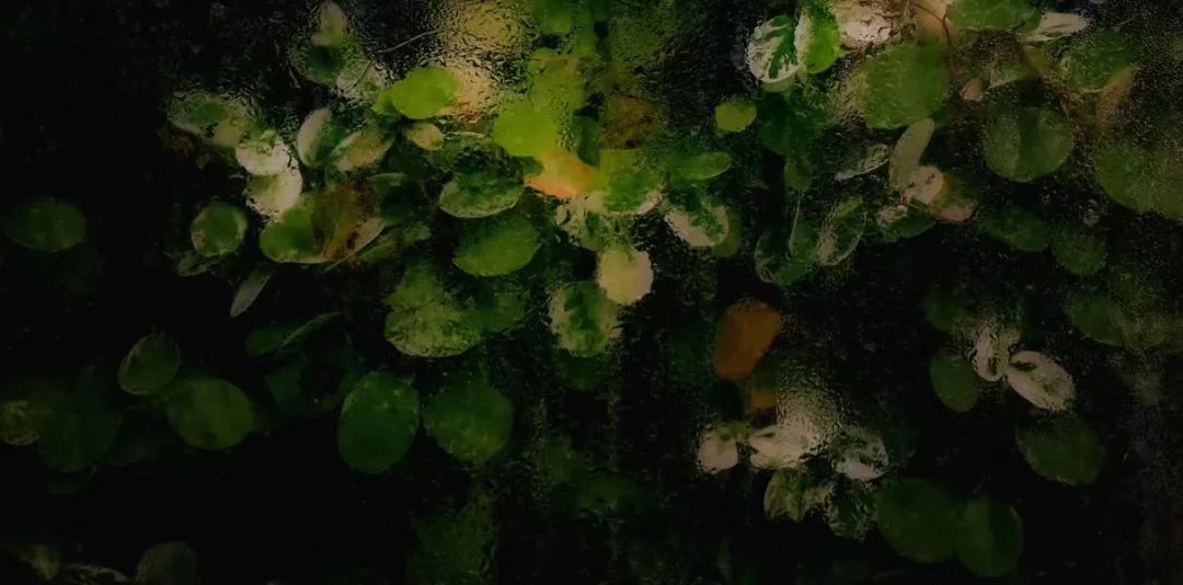 夜 · 深读｜我记得当时雾气迷漫