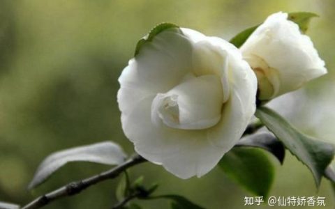 五星级酒店用什么香味？看过就知道了-五星级酒店香味怎么出来的