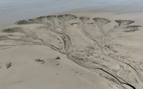 太震撼！钱塘江边闪现“参天大树”，网友感叹：第一次看到这么壮观的景象（杭州钱塘江吃鱼好去处）