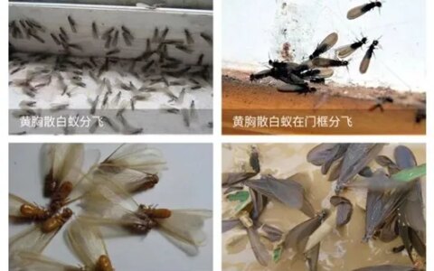 为什么上海白蚁会如此严重?（上海白蚁一般什么时候出现）