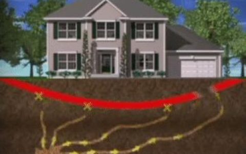 【头疼！】白蚁纷飞，为什么穷尽所能也灭不完？（白蚁怎么了）