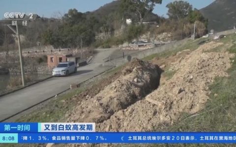 防患未然！浙江大坝挖出十几年白蚁后，白蚁对大坝的威胁有多严重（水库白蚁防治方法）