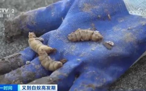 浙江一大坝挖出生长十几年白蚁后，为罕见的“一王三后”（白蚁造成的损失怎么处理）