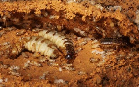 浙江一大坝挖出生长十几年白蚁后，防治白蚁的方法有哪些？（水库堤坝白蚁灭治施工方案）