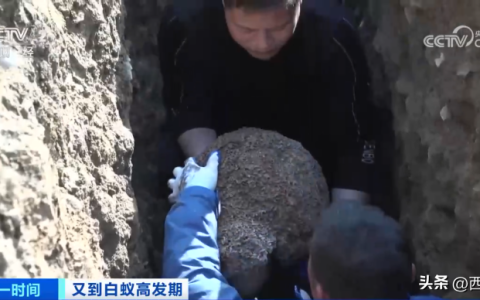 危险！浙江一大坝挖出超百万只白蚁，三只蚁后已生长十几年（白蚁毁堤坝）