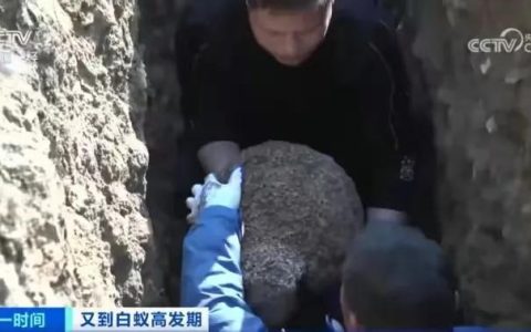 浙江一大坝挖出生长十几年白蚁后，实属罕见！（白蚁对水库大坝有哪些危害和好处）