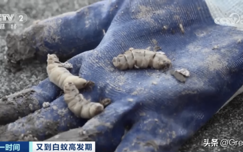 “一夫一妻制”？浙江水库大坝发现“一夫三妻制”白蚁！（浙江一水库见底）