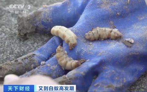 浙江一水库大坝挖出存活十几年的蚁后，网友：看了只想油炸着吃（大水蚁窝）